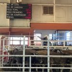 Brasil y Sudáfrica: Mercados clave para la expansión de empresas mexicanas