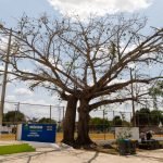 Capibara: el roedor gigante que conquista corazones