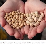Sargapanel: Innovación para construir con sargazo
